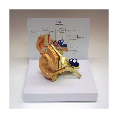 Life-Size Ear Model
