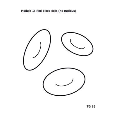 A tactile graphic with three illustrated red blood cells, which look like ovals with a curved line in the center. In the top left corner, the graphic reads, "Module 1: Red blood cells (no nucleus)."