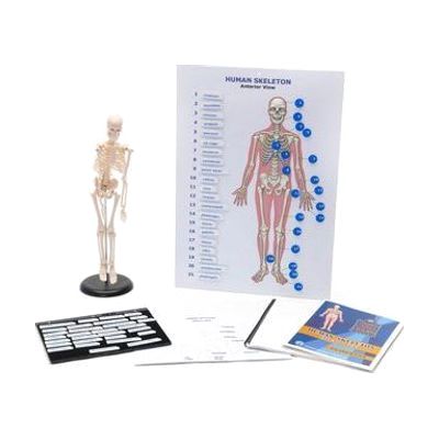 Touch Label and Learn Poster Human Skeleton Kit